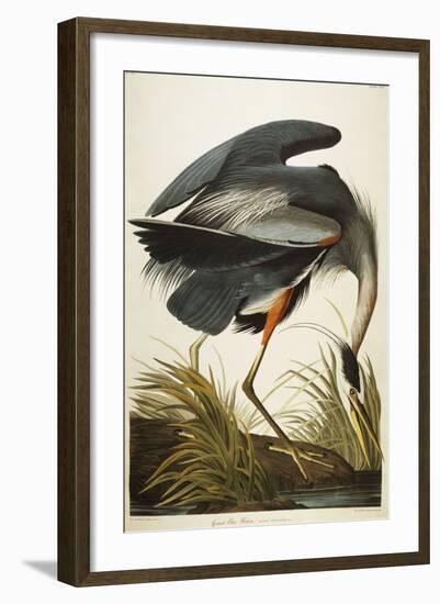 Great Blue Heron-John James Audubon-Framed Giclee Print