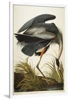 Great Blue Heron-John James Audubon-Framed Giclee Print