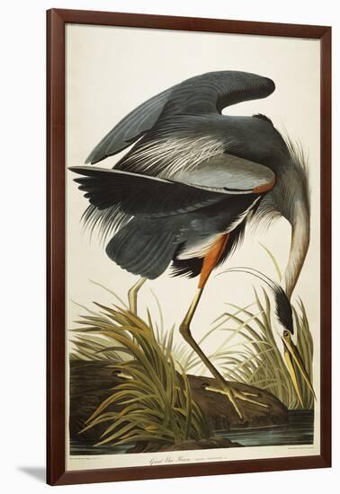 Great Blue Heron-John James Audubon-Framed Giclee Print