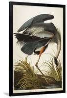 Great Blue Heron-John James Audubon-Framed Giclee Print