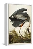 Great Blue Heron-John James Audubon-Framed Stretched Canvas