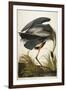 Great Blue Heron-John James Audubon-Framed Premium Giclee Print