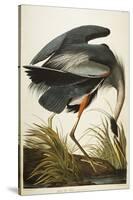Great Blue Heron-John James Audubon-Stretched Canvas