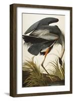 Great Blue Heron-John James Audubon-Framed Giclee Print