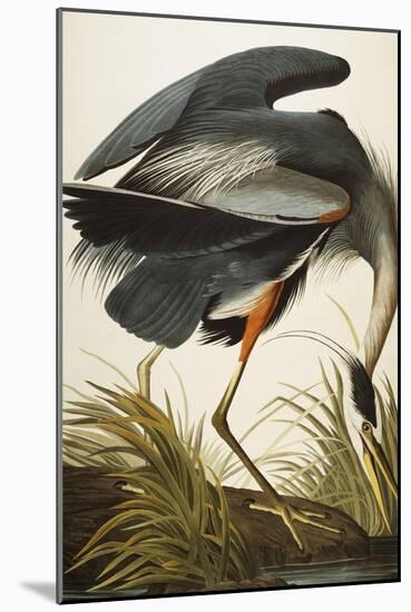 Great Blue Heron-John James Audubon-Mounted Giclee Print