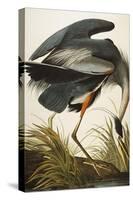 Great Blue Heron-John James Audubon-Stretched Canvas