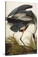 Great Blue Heron-John James Audubon-Stretched Canvas