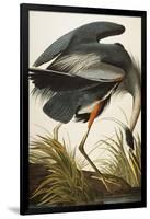 Great Blue Heron-John James Audubon-Framed Giclee Print