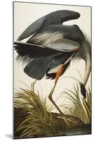 Great Blue Heron-John James Audubon-Mounted Premium Giclee Print