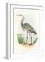 Great Blue Heron-null-Framed Art Print