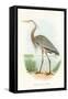 Great Blue Heron-null-Framed Stretched Canvas