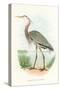 Great Blue Heron-null-Stretched Canvas