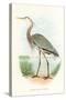 Great Blue Heron-null-Stretched Canvas