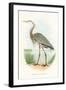 Great Blue Heron-null-Framed Art Print