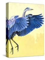 Great Blue Heron-Max Hayslette-Stretched Canvas