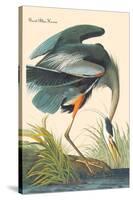 Great Blue Heron-John James Audubon-Stretched Canvas