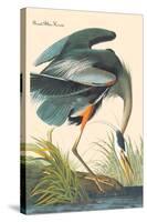 Great Blue Heron-John James Audubon-Stretched Canvas