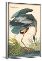 Great Blue Heron-John James Audubon-Framed Art Print