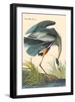 Great Blue Heron-John James Audubon-Framed Art Print