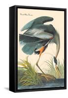 Great Blue Heron-John James Audubon-Framed Stretched Canvas