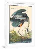 Great Blue Heron-John James Audubon-Framed Art Print