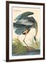 Great Blue Heron-John James Audubon-Framed Art Print