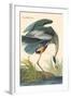 Great Blue Heron-John James Audubon-Framed Art Print