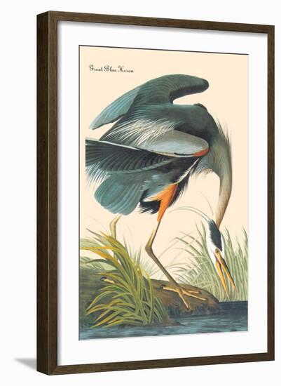 Great Blue Heron-John James Audubon-Framed Art Print