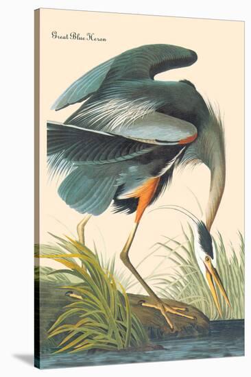 Great Blue Heron-John James Audubon-Stretched Canvas