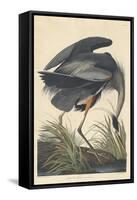 Great Blue Heron-John James Audubon-Framed Stretched Canvas