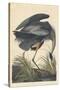 Great Blue Heron-John James Audubon-Stretched Canvas