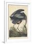 Great Blue Heron-John James Audubon-Framed Giclee Print