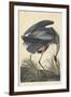 Great Blue Heron-John James Audubon-Framed Giclee Print