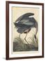 Great Blue Heron-John James Audubon-Framed Giclee Print