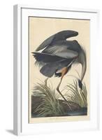 Great Blue Heron-John James Audubon-Framed Giclee Print