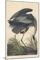 Great Blue Heron-John James Audubon-Mounted Giclee Print