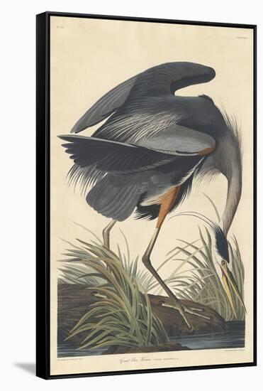 Great Blue Heron-John James Audubon-Framed Stretched Canvas