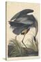 Great Blue Heron-John James Audubon-Stretched Canvas