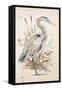 Great Blue Heron-Chad Barrett-Framed Stretched Canvas