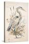 Great Blue Heron-Chad Barrett-Stretched Canvas