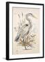 Great Blue Heron-Chad Barrett-Framed Art Print