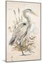Great Blue Heron-Chad Barrett-Mounted Art Print