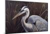 Great Blue Heron-Wilhelm Goebel-Mounted Premium Giclee Print