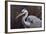 Great Blue Heron-Wilhelm Goebel-Framed Giclee Print