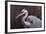 Great Blue Heron-Wilhelm Goebel-Framed Giclee Print