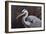 Great Blue Heron-Wilhelm Goebel-Framed Giclee Print