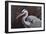 Great Blue Heron-Wilhelm Goebel-Framed Giclee Print