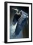 Great Blue Heron-Vivienne Dupont-Framed Art Print