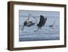 Great Blue Herons fighting over fishing spot-Ken Archer-Framed Photographic Print