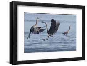 Great Blue Herons fighting over fishing spot-Ken Archer-Framed Photographic Print